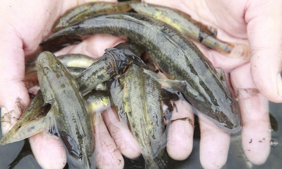 Các làm Cá Bống Sông Trà rim ngon nhức nách » Bò khô Thu Ba - Đặc sản Quảng Ngãi