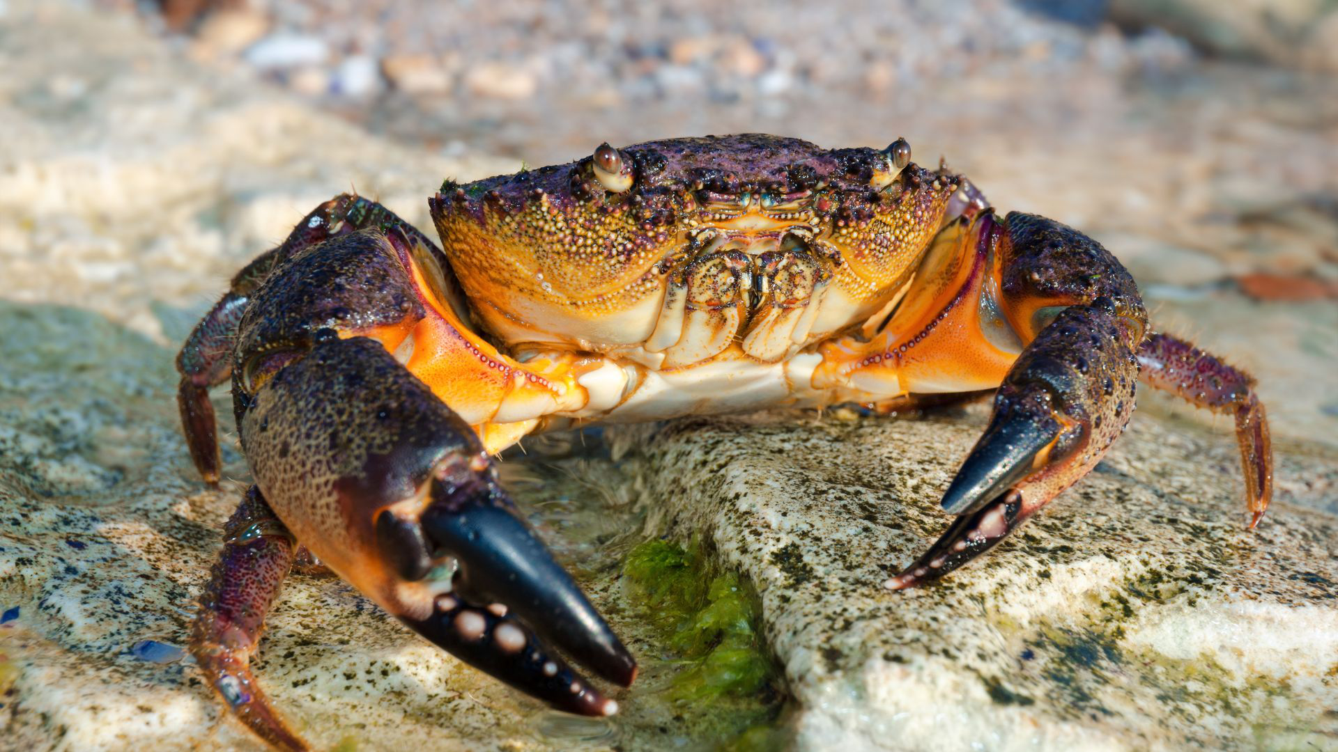 Cua đá biển có ăn được không​? Những lưu ý khi ăn cua biển