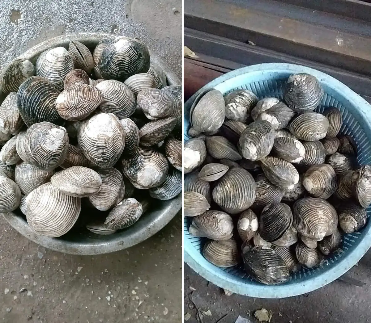 Ngán Biển Quảng Ninh - Món Đặc Sản Độc Lạ từ Biển Đông