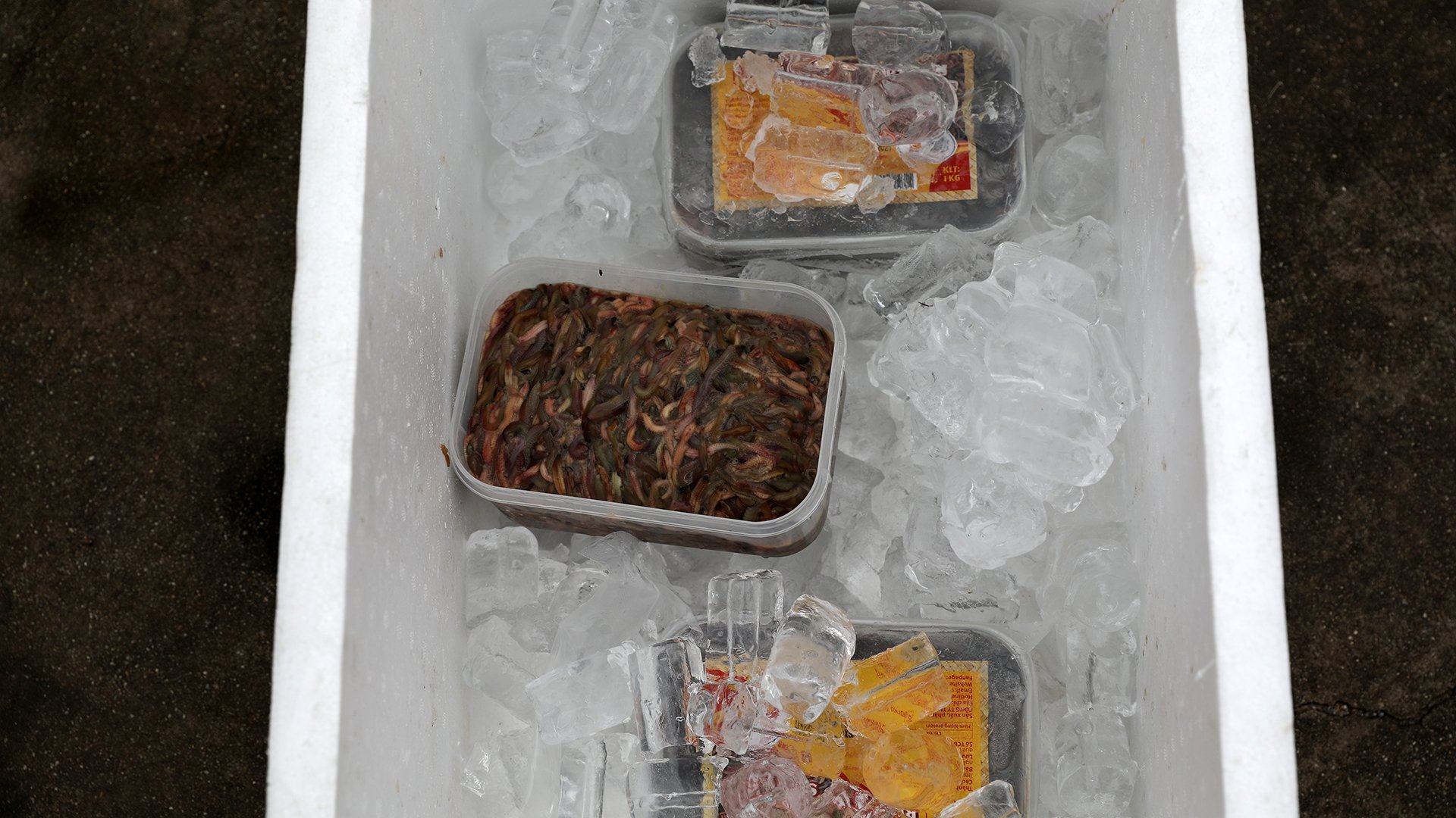 Rươi Đông Triều – Đặc sản "lộc trời cho" - Báo Quảng Ninh điện tử