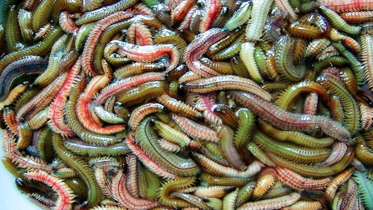 Cách chọn mua và sơ chế, bảo quản rươi đúng cách an toàn cho sức khỏe