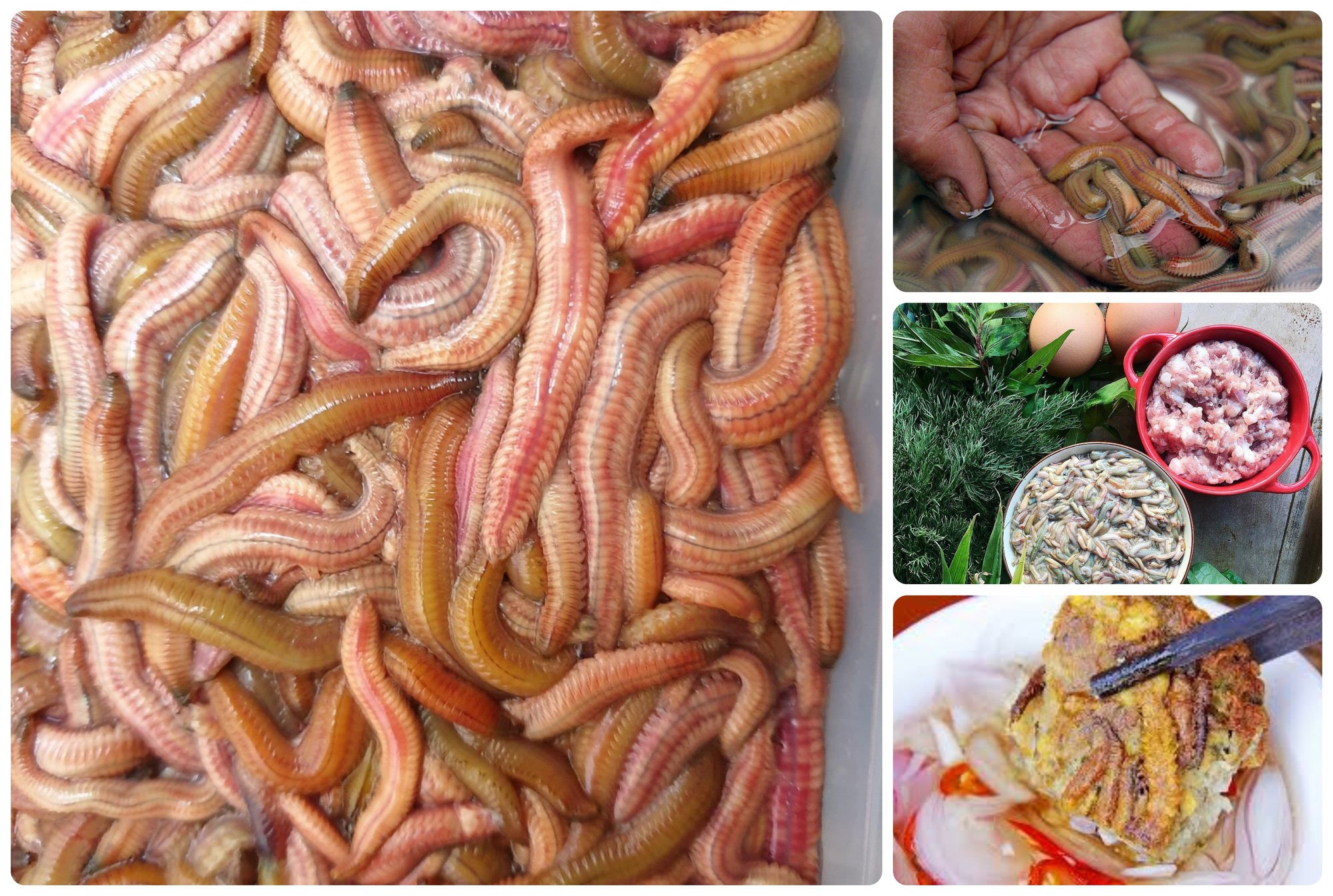 Con đặc sản chỉ có ở miền Bắc xanh xanh, đỏ đỏ, nhơn nhớt, nhìn phát ghê ở  tỉnh nào ngon nhất?