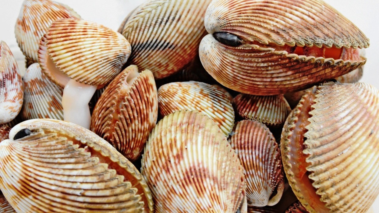 Tìm hiểu các loại sò biển: Từ dinh dưỡng đến công dụng y học