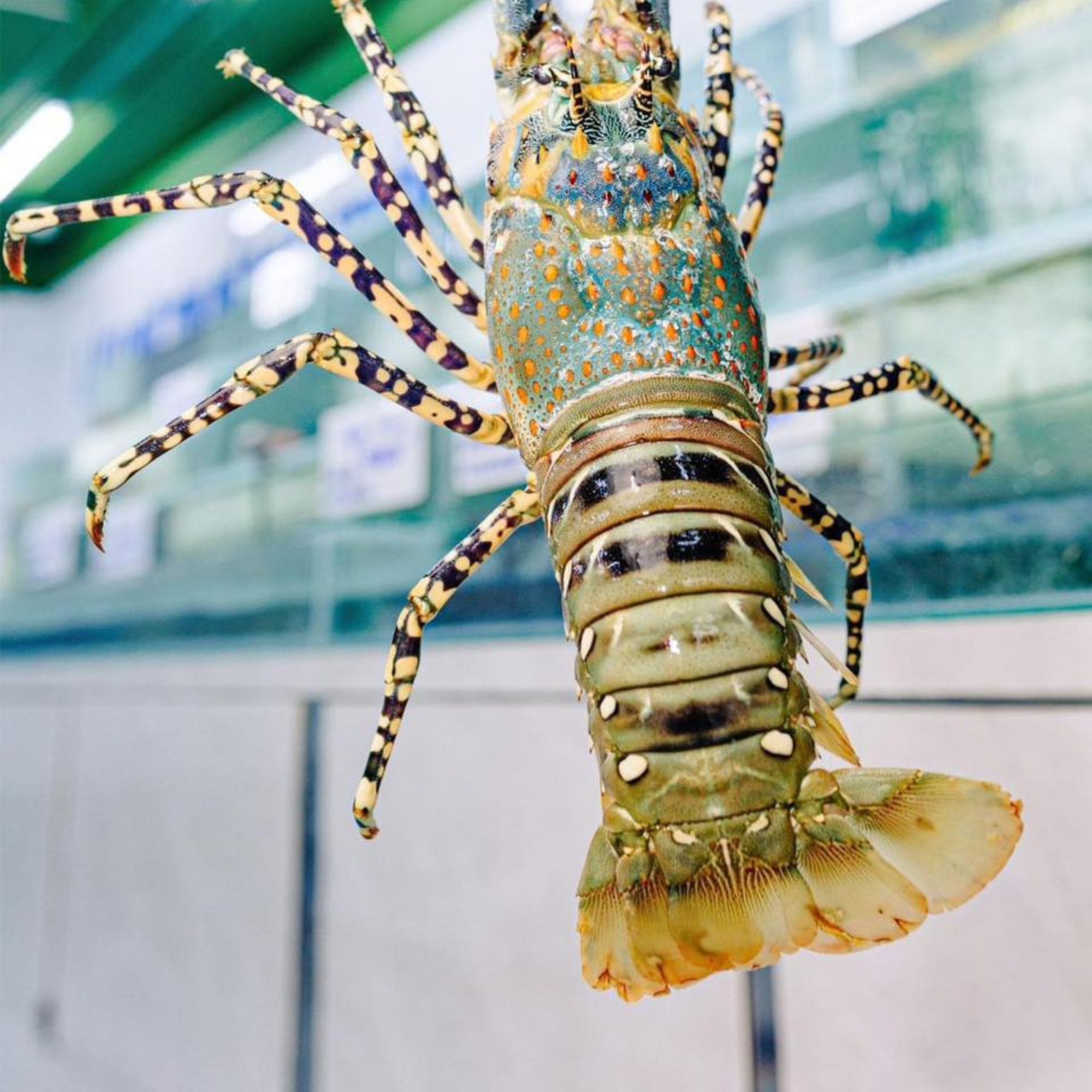 Hè này ăn gì bổ? Bào ngư Hàn Quốc và tôm hùm bông lên ngôi