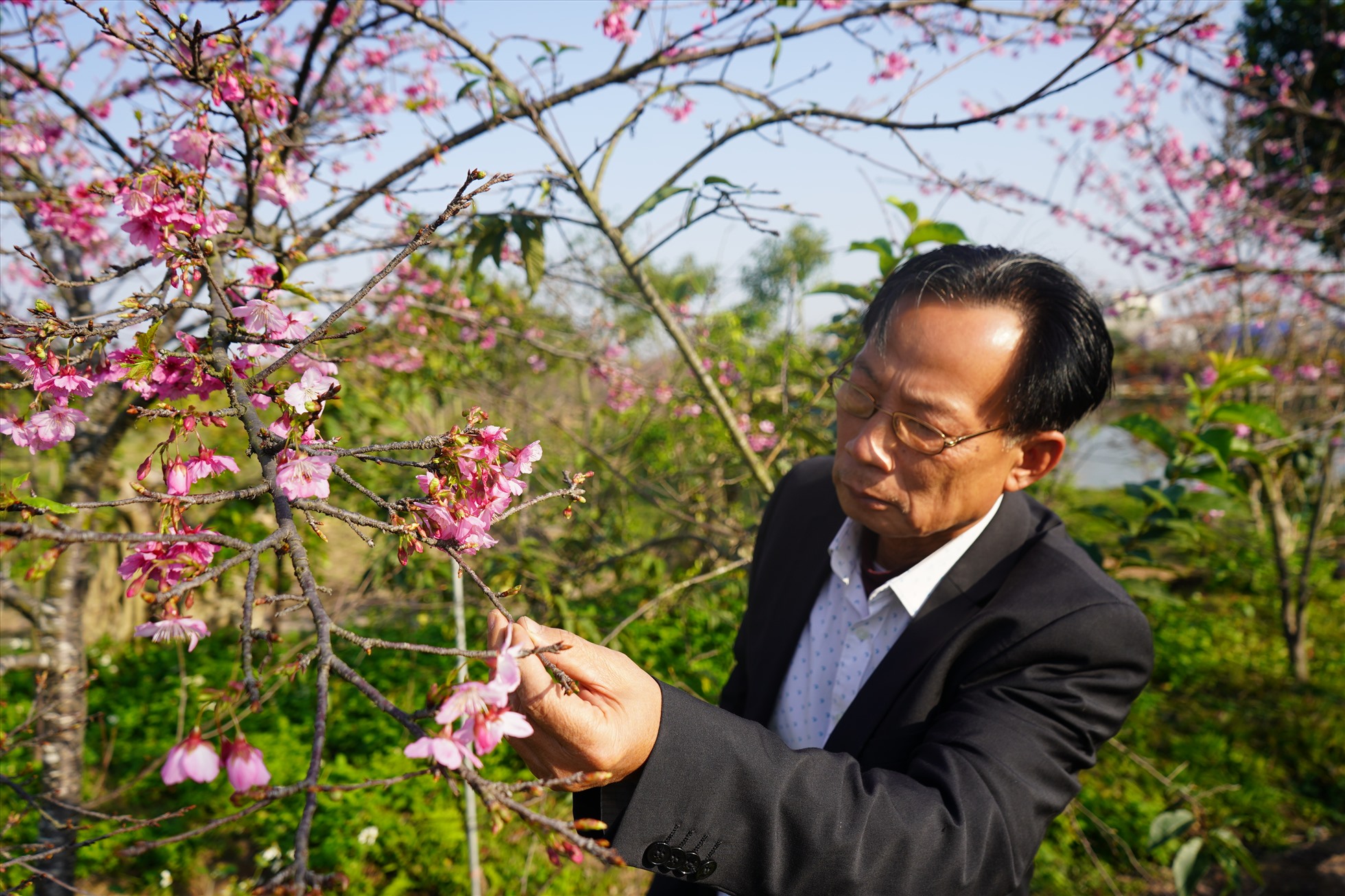 Về Hải Phòng ngắm vườn hoa anh đào nở rực hồng trong nắng xuân