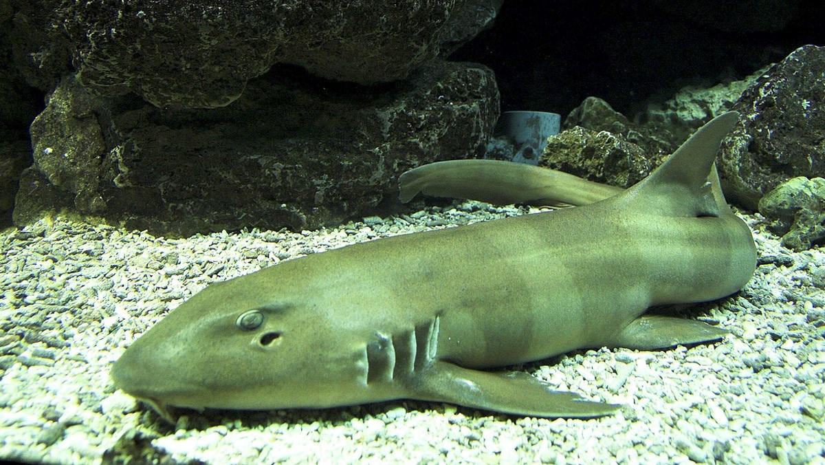 Cá nhám là cá gì, có phải là cá mập không? Cá nhám bao nhiêu 1kg?