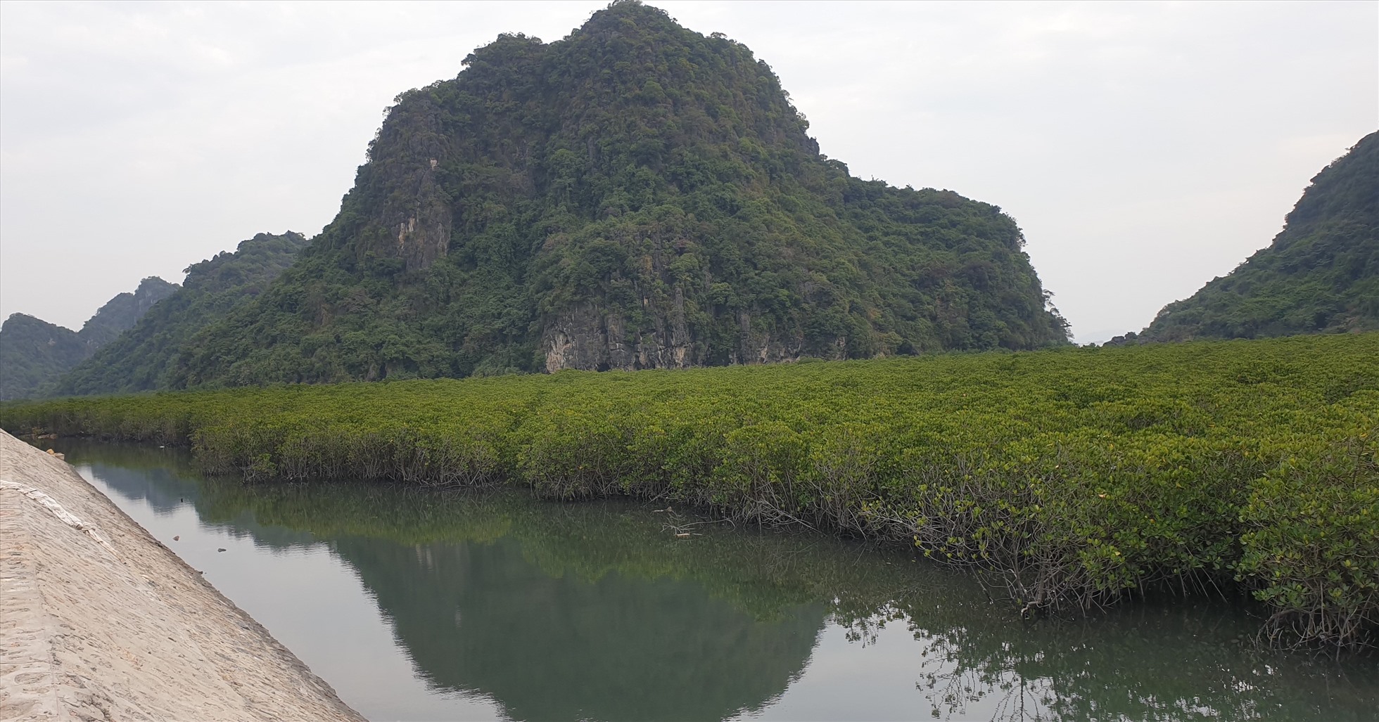Rừng ngập mặn bên đường ven biển Hạ Long - Cẩm Phả có dấu hiệu sống trở lại