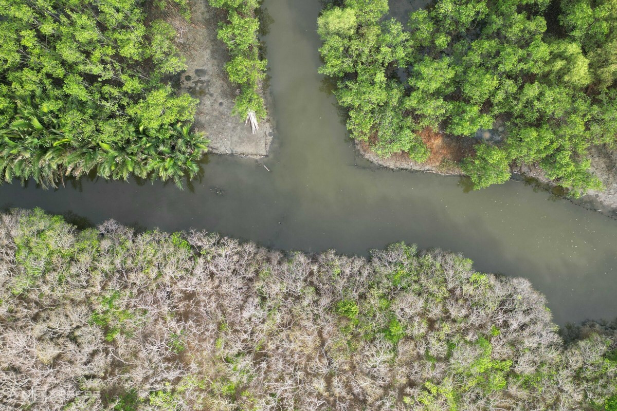Rừng cây Chá cổ nên thơ trong mùa rụng lá - Báo Quảng Ninh điện tử