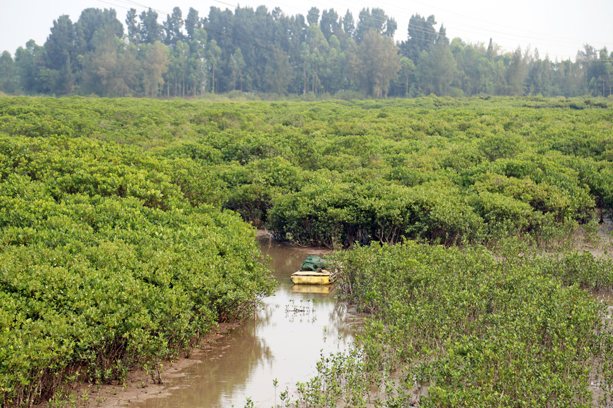Móng Cái vẫn khó ngăn chặn khai thác thủy sản trái phép - Báo Quảng Ninh  điện tử