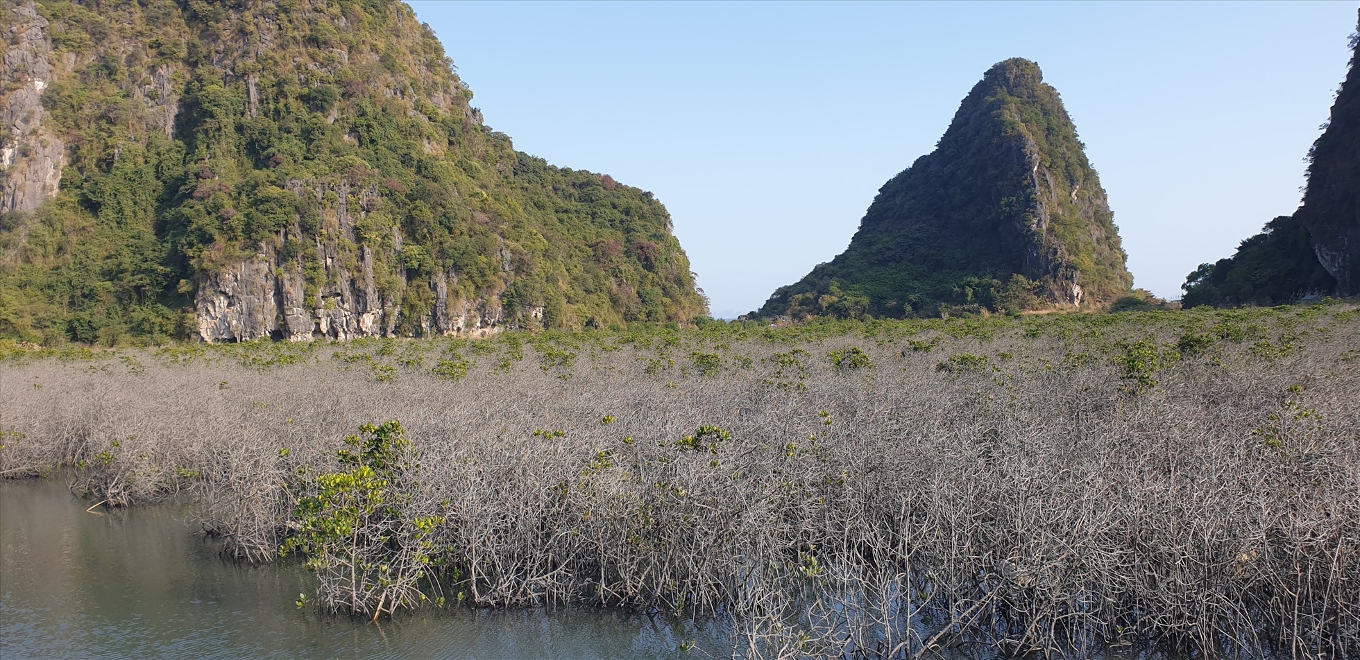 Rừng ngập mặn bên đường ven biển Hạ Long - Cẩm Phả có dấu hiệu sống trở lại